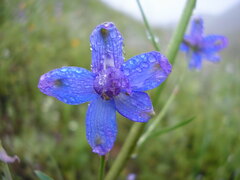 Delphinium parishii