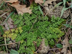 Anthriscus caucalis