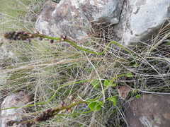 Eriospermum mackenii