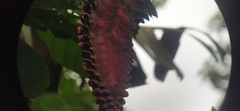 Heliconia mariae image