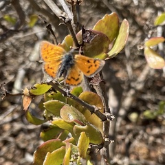Chrysoritis chrysaor