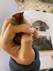 Chiroxiphia linearis