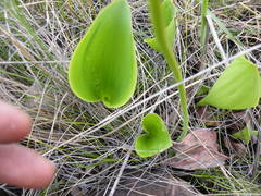 Eriospermum mackenii