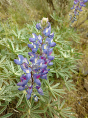 Lupinus sericeus