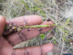 Eriospermum mackenii