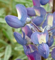 Lupinus sericeus