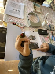 Chiroxiphia linearis