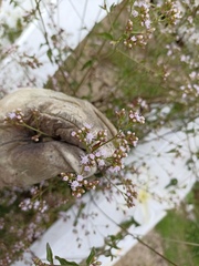 Fleischmannia pycnocephala