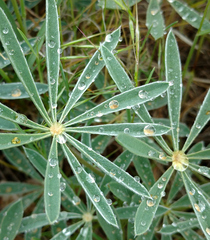 Lupinus sericeus