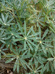Lupinus sericeus