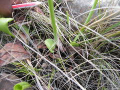 Eriospermum mackenii