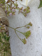 Fleischmannia pycnocephala