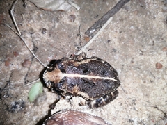 Sphaerotheca pluvialis