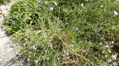 Linum perenne