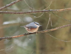 Sitta europaea caesia