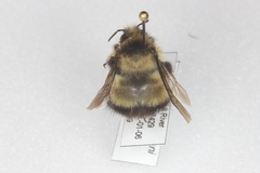 Bombus sandersoni