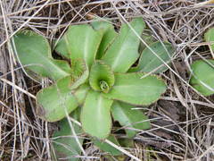 Alepidea natalensis