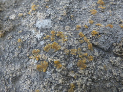 Xanthorioideae