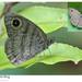 Ypthima fasciata - Photo (c) soooonchye,  זכויות יוצרים חלקיות (CC BY-NC), הועלה על ידי soooonchye