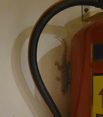 Hemidactylus flaviviridis