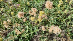 Pfaffia gnaphalioides