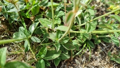 Pfaffia gnaphalioides