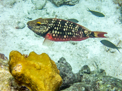 Azurina multilineata