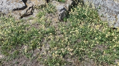 Pfaffia gnaphalioides
