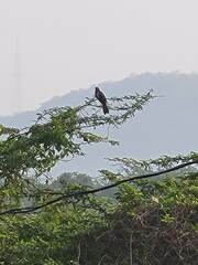 Eudynamys scolopaceus