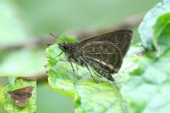 Aeromachus stigmata jhora