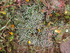 Euphorbia polycarpa
