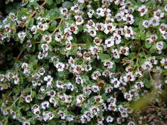 Euphorbia polycarpa