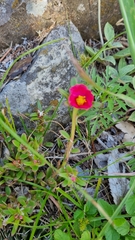 Portulaca