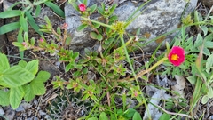Portulaca