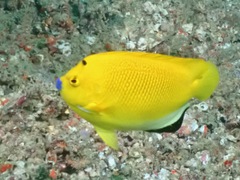 Apolemichthys trimaculatus