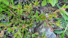 Portulaca