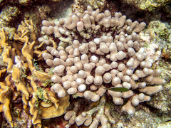 Porites porites