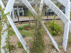 Fleischmannia pycnocephala