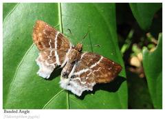 Odontoptilum pygela