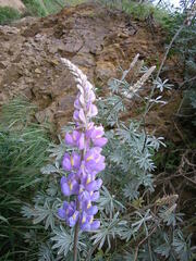 Lupinus excubitus