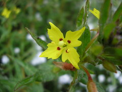 Camissoniopsis