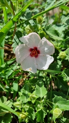 Pavonia glechomoides