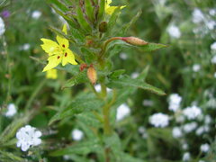 Camissoniopsis