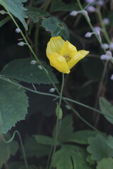 Papaver cambricum