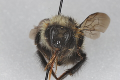 Bombus sandersoni