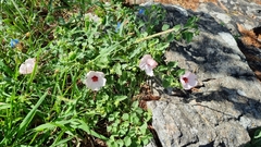 Pavonia glechomoides