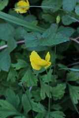 Papaver cambricum
