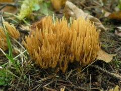Phaeoclavulina eumorpha