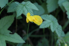 Papaver cambricum