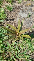Asclepias mellodora